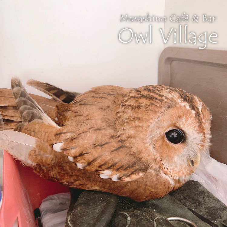 owl cafe harajuku down load free photo owl cafe photo 0822 Tawny Owl