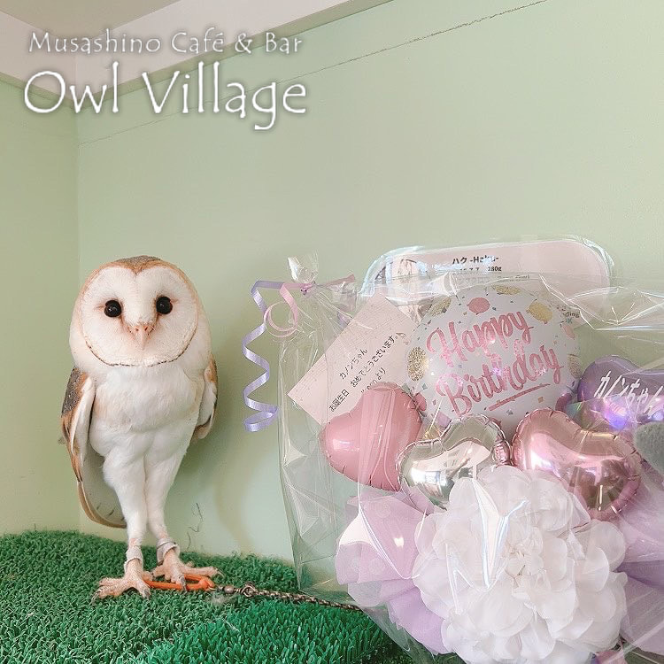 owl cafe harajuku down load free photo owl cafe photo 0825 Barn Owl