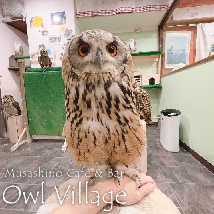 owl cafe harajuku down load free photo owl cafe photo 0902 Indian Eagle Owl