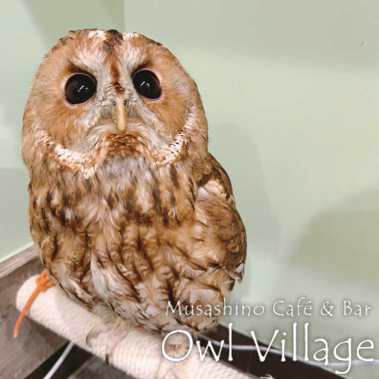 owl cafe harajuku down load free photo owl cafe photo 0906 Tawny Owl