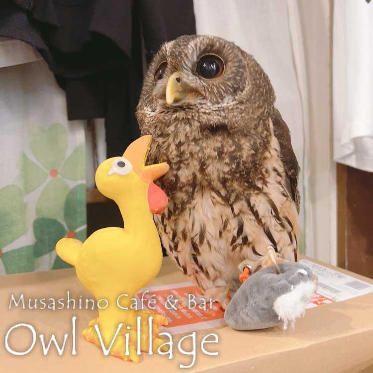 owl cafe harajuku down load free photo owl cafe photo 0907 Mottled Owl
