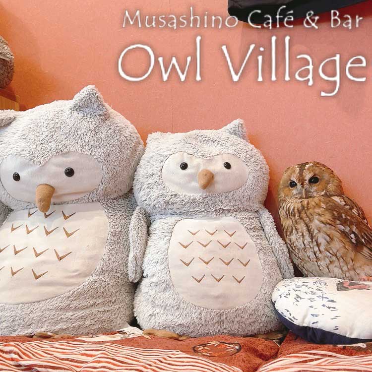 owl cafe harajuku down load free photo owl cafe photo 0908 Tawny Owl
