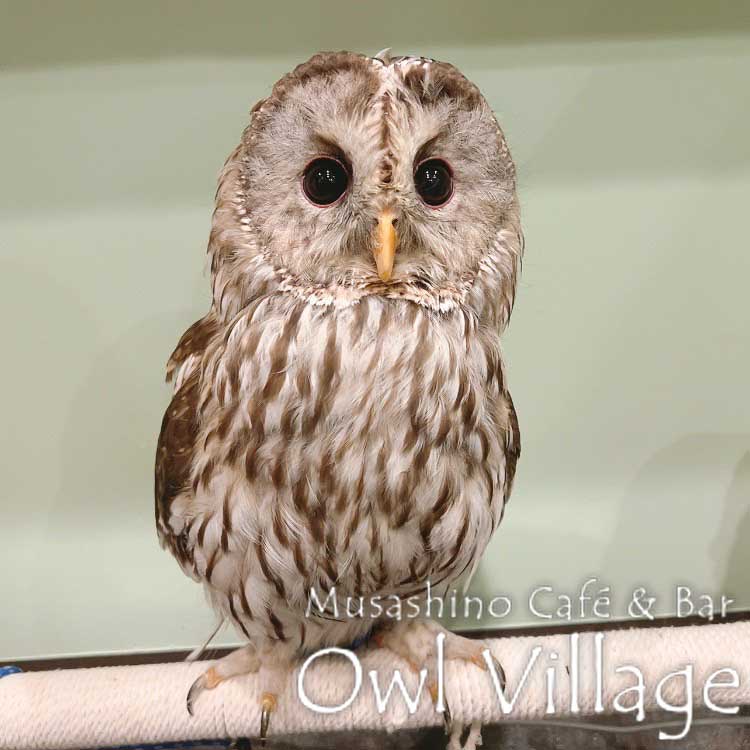 owl cafe harajuku down load free owl cafe photo 0911 Ural Owl × Tawny Owl