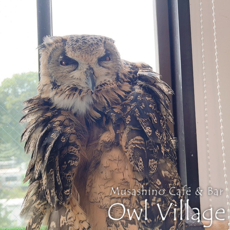 owl cafe harajuku down load free photo owl cafe photo 0913 Indian Eagle Owl
