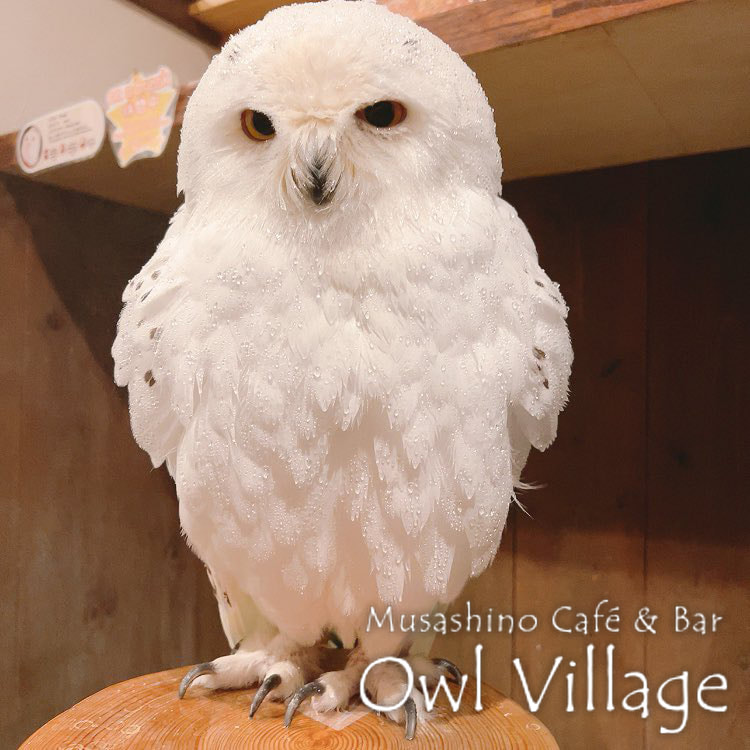 owl cafe harajuku down load free photo owl cafe photo 0917  Snowy Owl