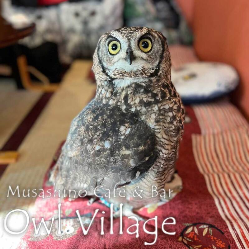owl cafe harajuku down load free photo 0918 African Eagle Owl