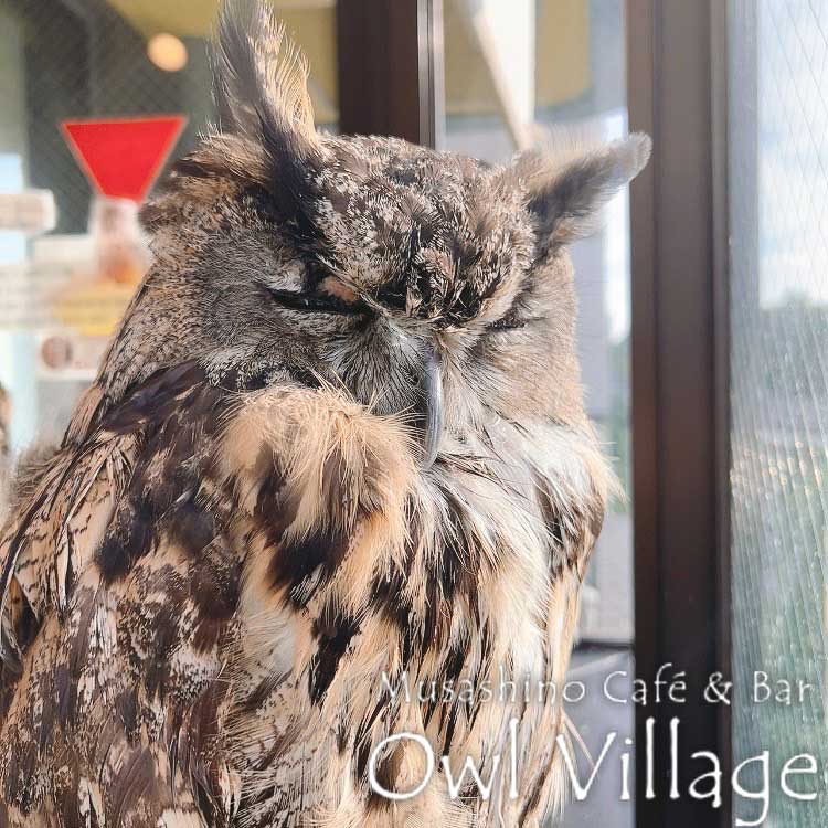 owl cafe harajuku down load free photo  0919 Eurasian Eagle Owl