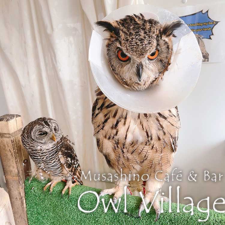 owl cafe harajuku down load free photo owl cafe photo 0924 Indian Eagle Owl Caco Owl