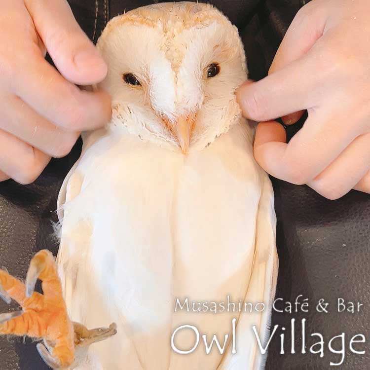 owl cafe harajuku down load free photo owl cafe photo 0925 Barn Owl