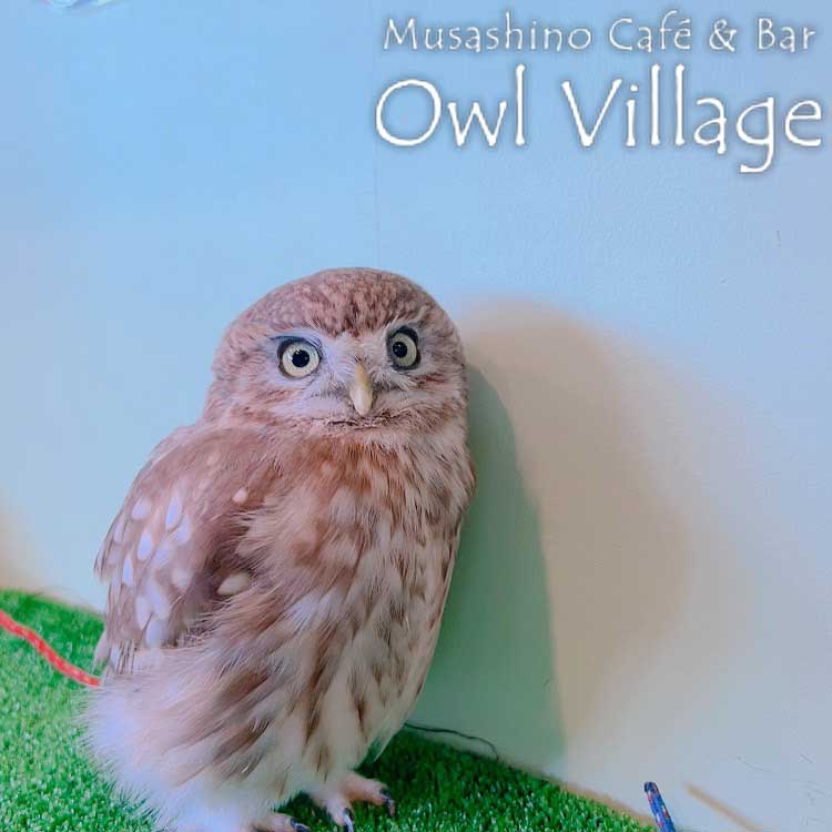 owl cafe harajuku down load free photo owl cafe photo 0926 Little Owl