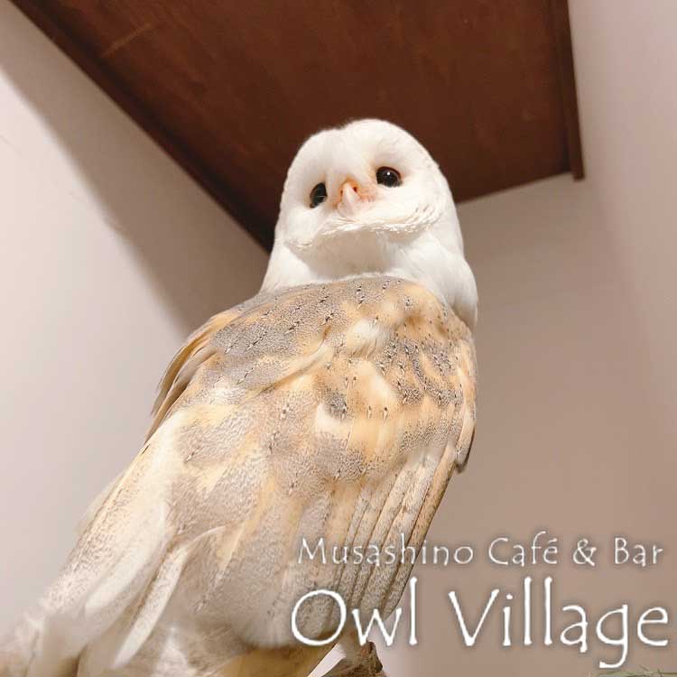 owl cafe harajuku down load free photo owl cafe photo 0928 Barn Owl