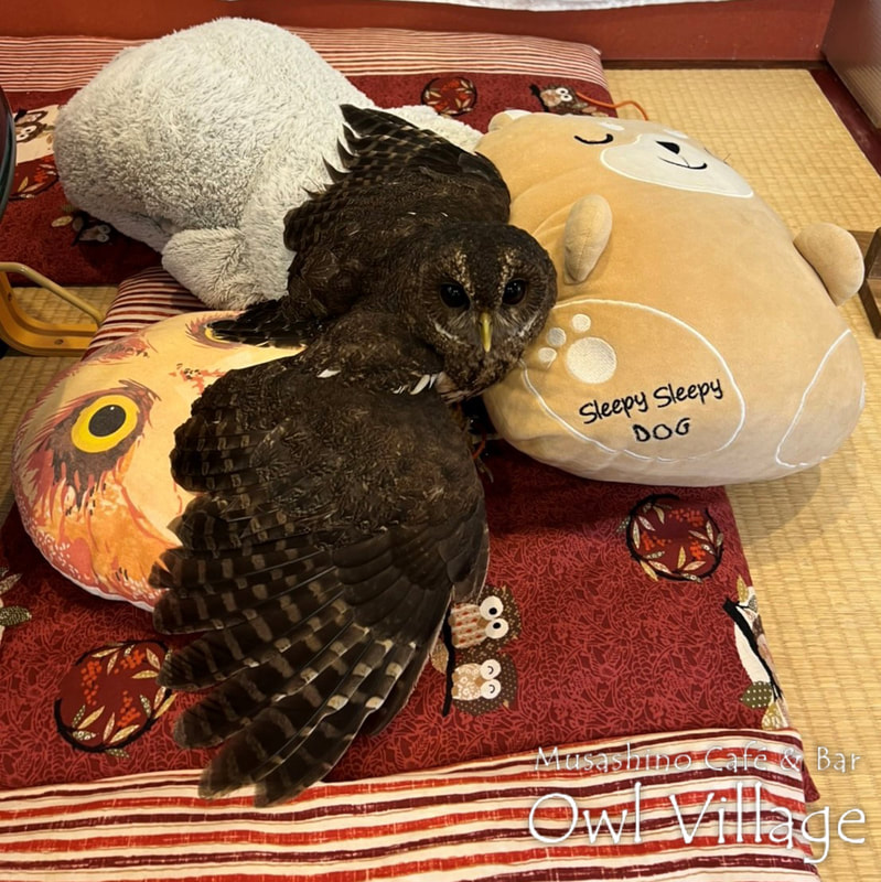 owl cafe harajuku down load free photo owl cafe photo 0930 Mottled Owl