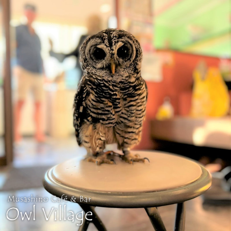 owl cafe harajuku down load free photo owl cafe photo 1006 Chaco Owl