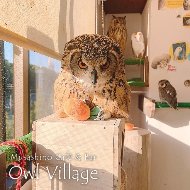 owl cafe harajuku down load free photo owl cafe photo 1011 Indian Eagle Owl