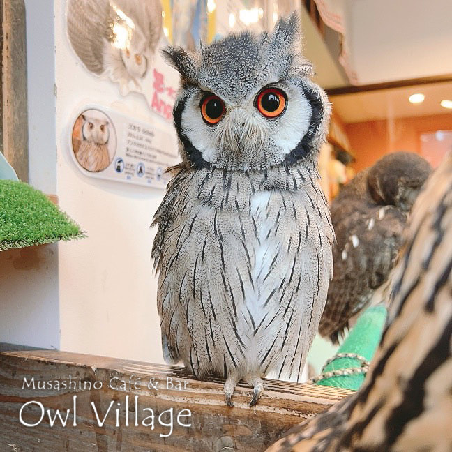 owl cafe harajuku down load free photo owl cafe photo 1015  White-Faced Scops Owl
