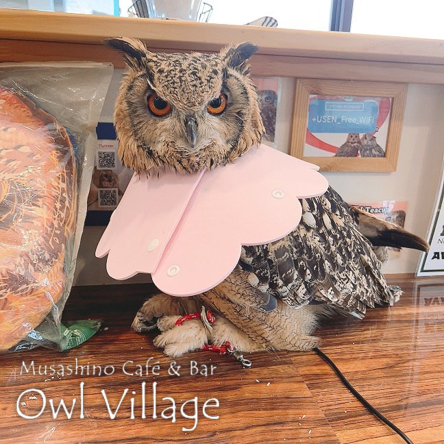 owl cafe harajuku down load free photo owl cafe photo 1019 Indian Eagle Owl