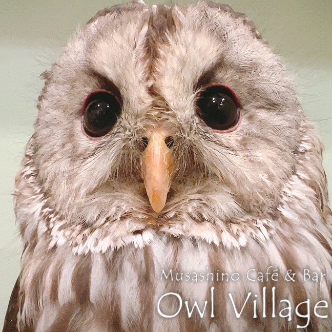 owl cafe harajuku down load free owl cafe photo 1020 Ural Owl × Tawny Owl