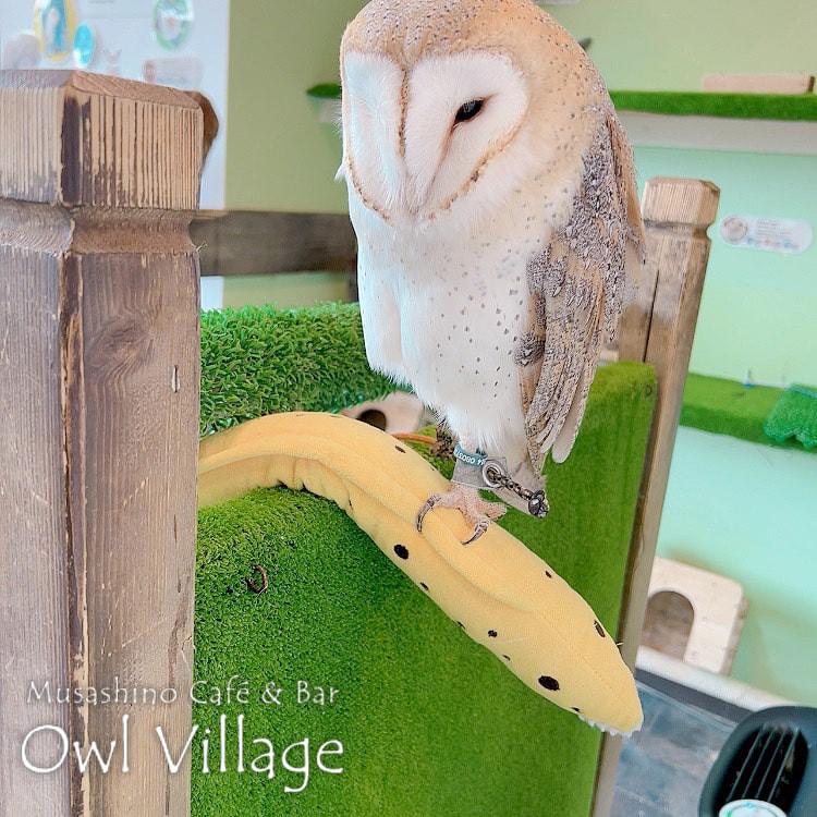 owl cafe harajuku down load free photo owl cafe photo 1023 Barn Owl
