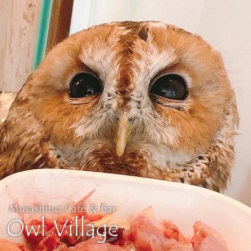 owl cafe harajuku down load free photo owl cafe photo 1026 Tawny Owl