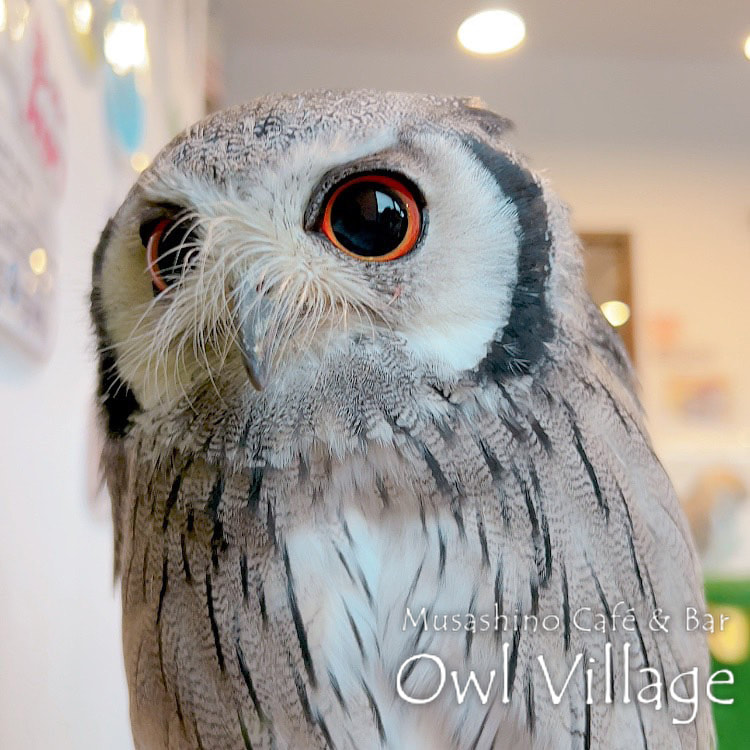 owl cafe harajuku down load free photo owl cafe photo 1029  White-Faced Scops Owl