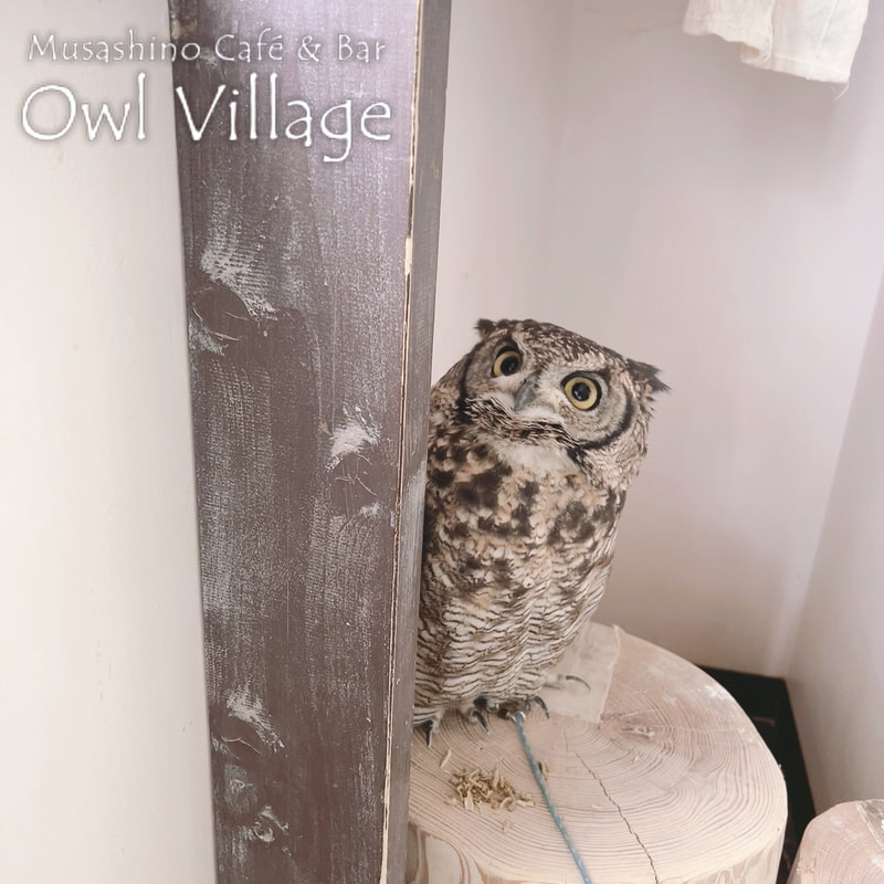 owl cafe harajuku down load free photo 01105 African Eagle Owl