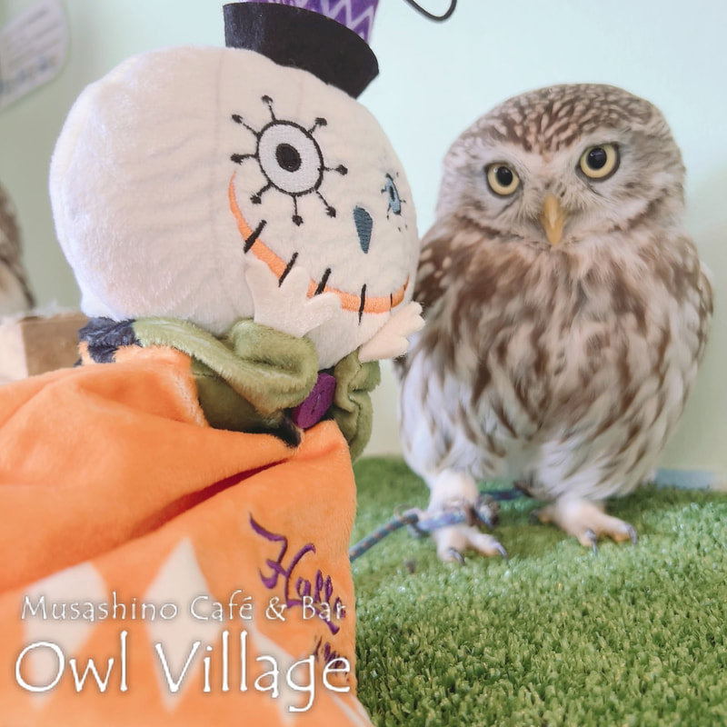 owl cafe harajuku down load free photo owl cafe photo 1106 Little Owl