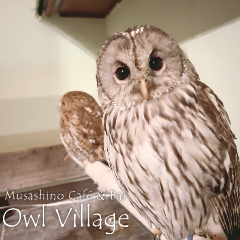 owl cafe harajuku down load free owl cafe photo 1111 Ural Owl × Tawny Owl