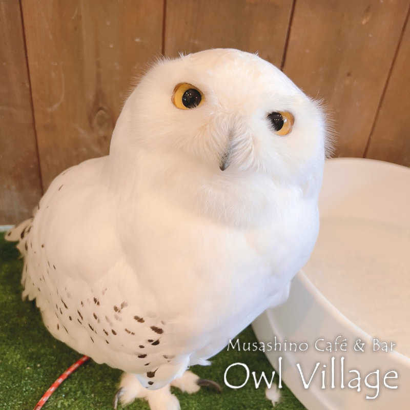 owl cafe harajuku down load free photo owl cafe photo 1113  Snowy Owl