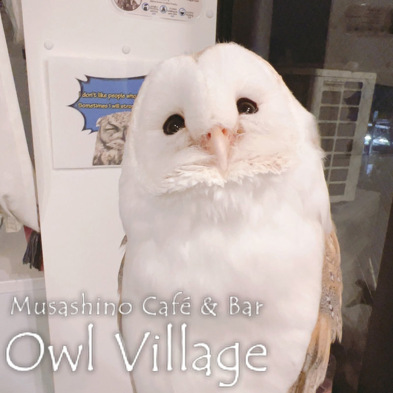 owl cafe harajuku down load free photo owl cafe photo 1117 Barn Owl