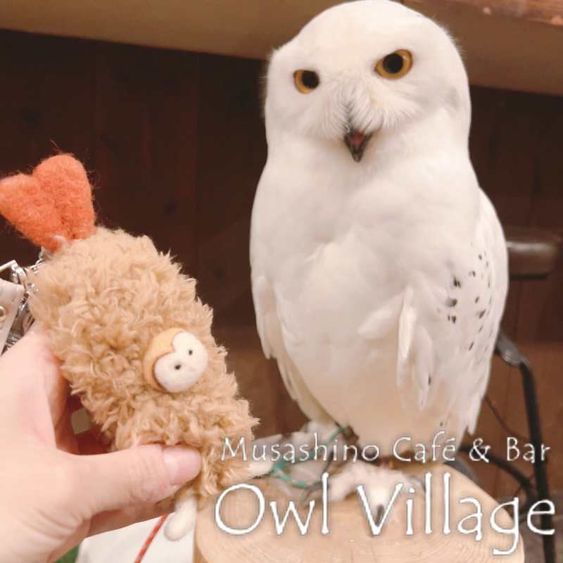 owl cafe harajuku down load free photo owl cafe photo 1121  Snowy Owl