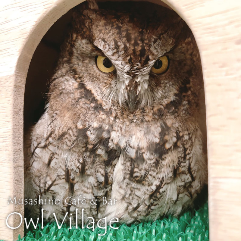 owl cafe photo 1128 Westem screech Owl