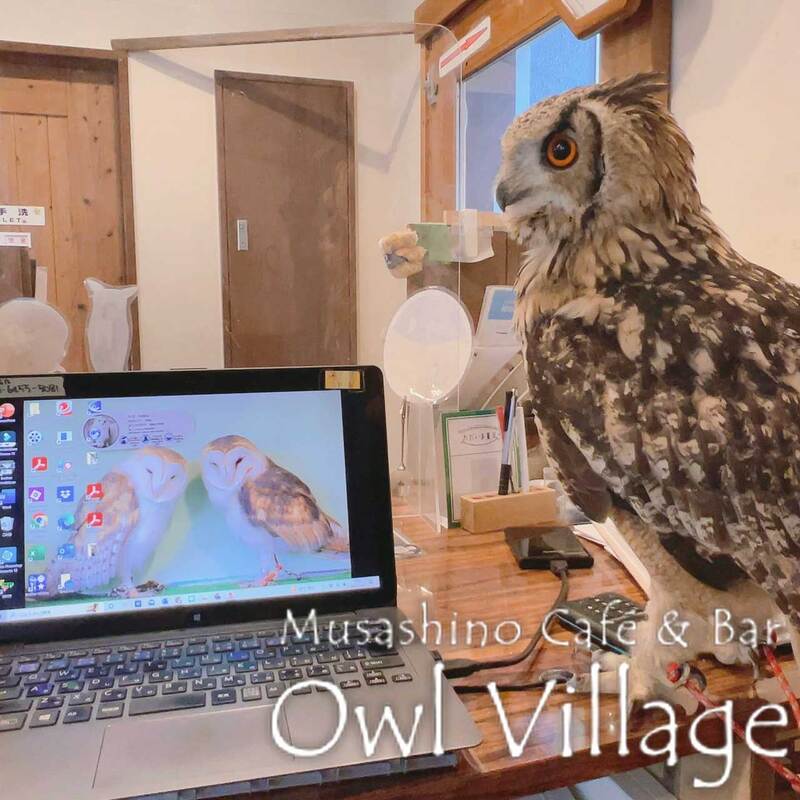 owl cafe harajuku down load free photo owl cafe photo 1202 Indian Eagle Owl