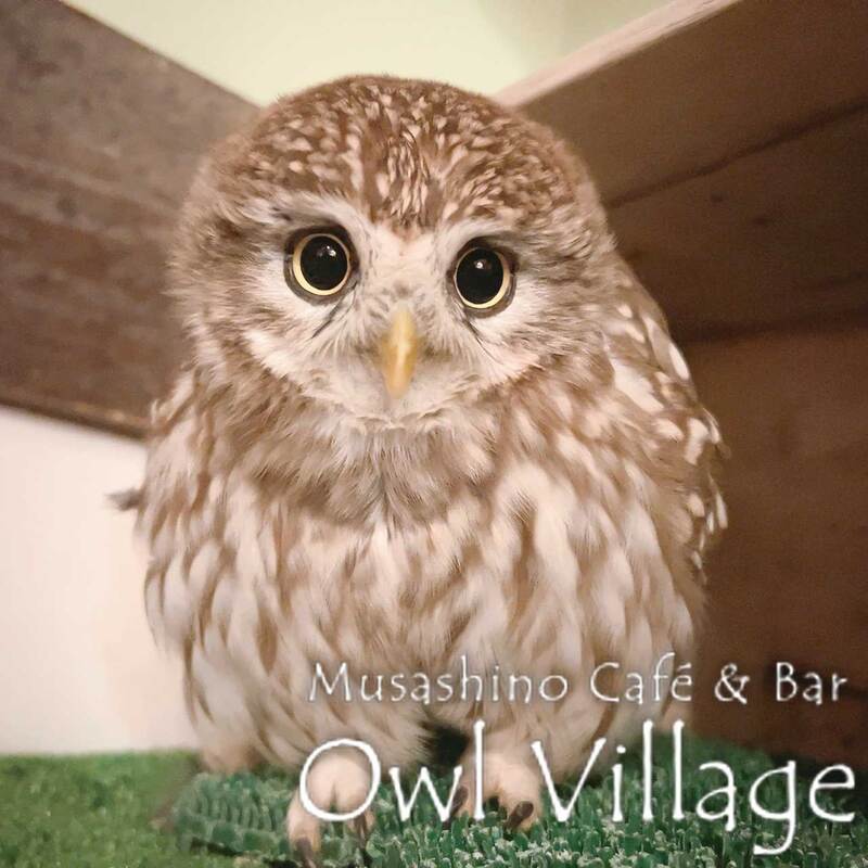 owl cafe harajuku down load free photo owl cafe photo 1207 Little Owl