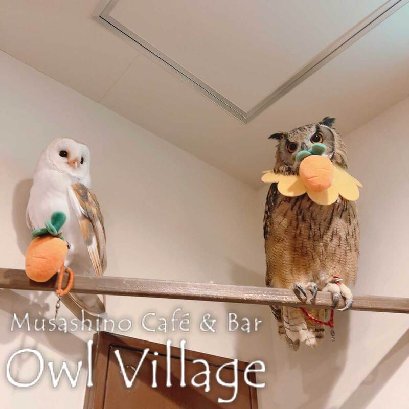 owl cafe harajuku down load free photo owl cafe photo 1209 Barn Owl &Indianeagle Owl