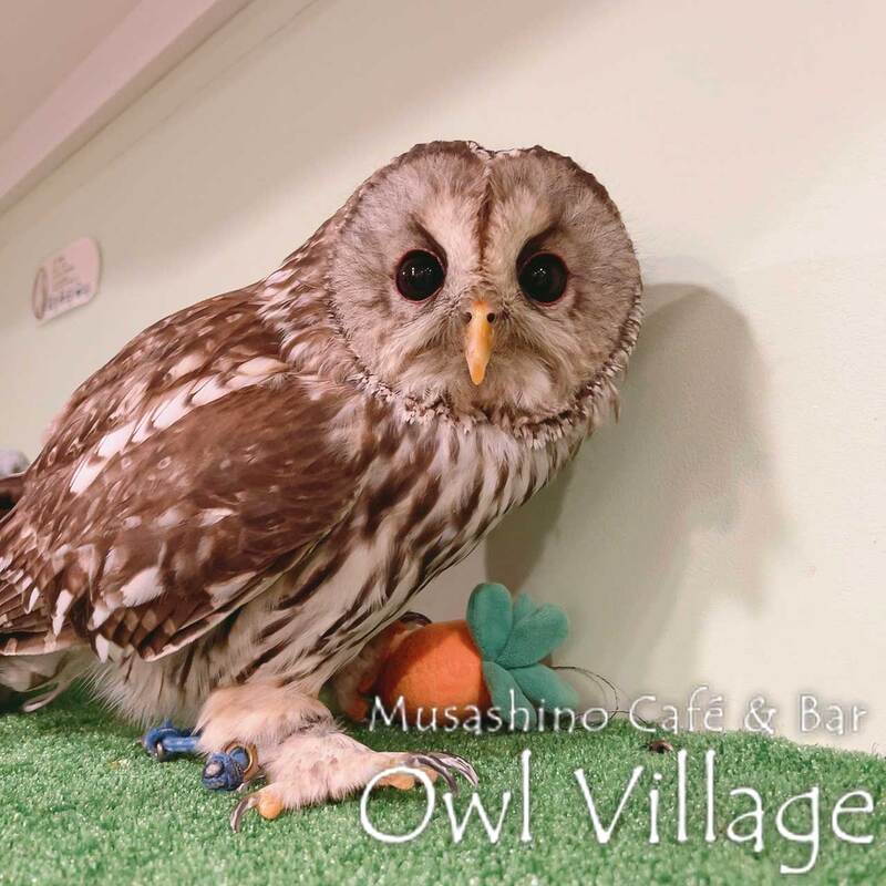 owl cafe harajuku down load free owl cafe photo 1210 Ural Owl × Tawny Owl