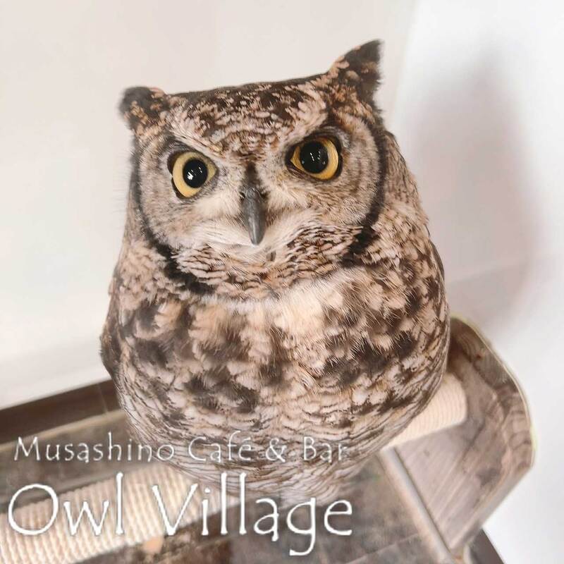 owl cafe harajuku down load free photo 01211 African Eagle Owl