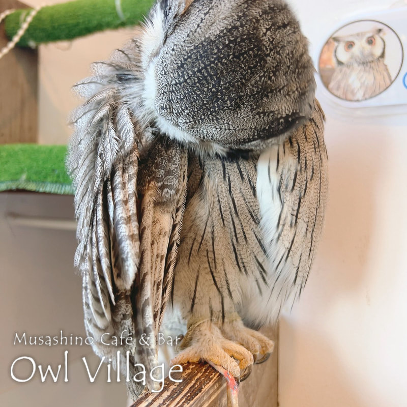owl cafe harajuku down load free photo owl cafe photo 1213 White-Faced Scops Owl