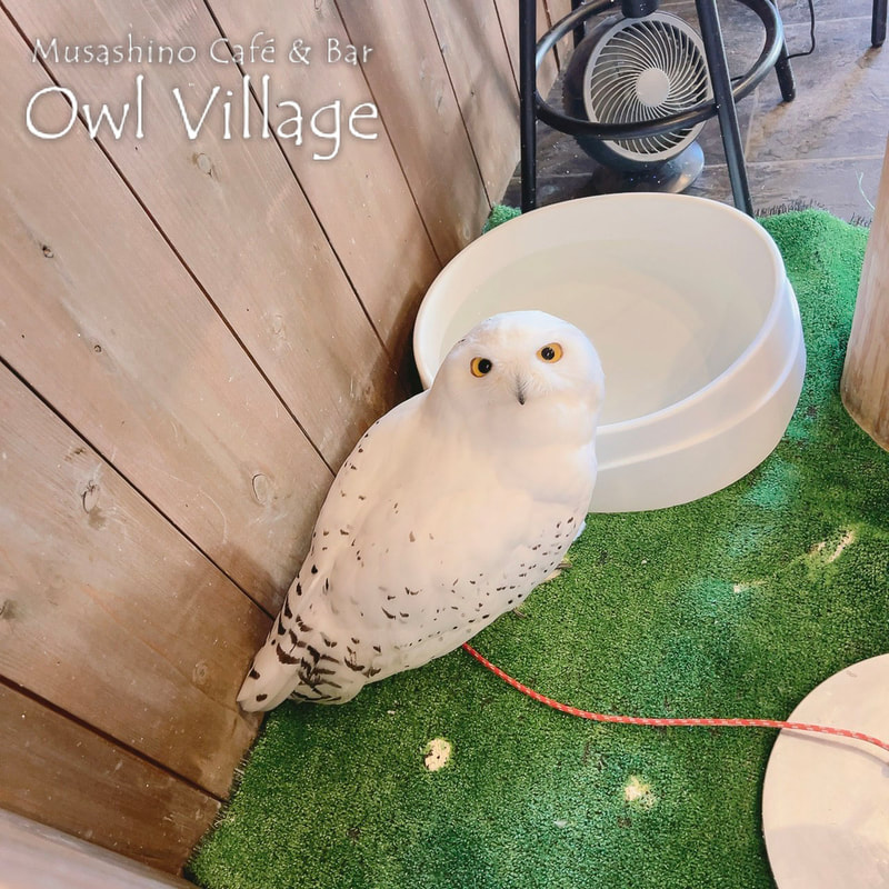 owl cafe harajuku down load free photo owl cafe photo 1214  Snowy Owl