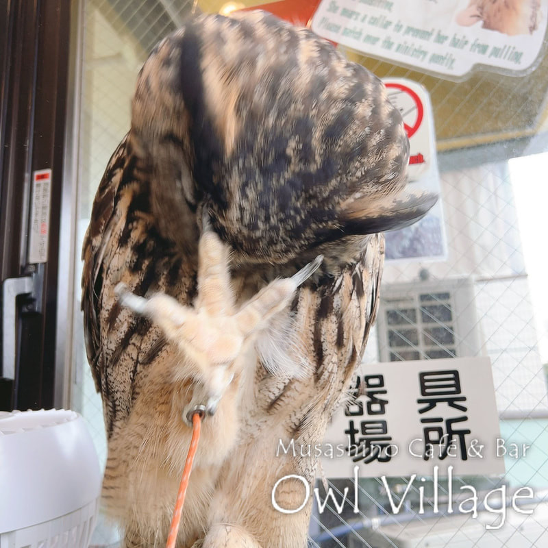 owl cafe harajuku down load free photo  1215 Eurasian Eagle Owl
