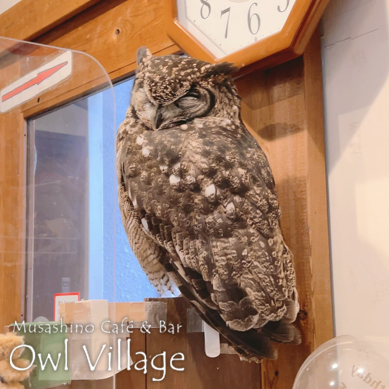 owl cafe harajuku down load free photo 01216 African Eagle Owl