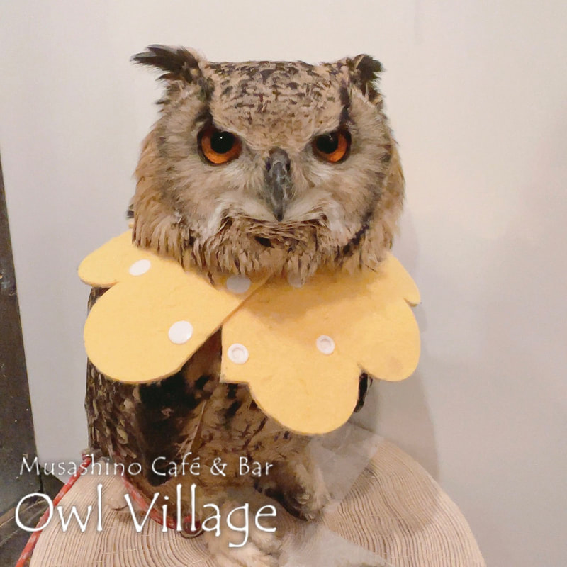 owl cafe harajuku down load free photo owl cafe photo 1217 Indian Eagle Owl