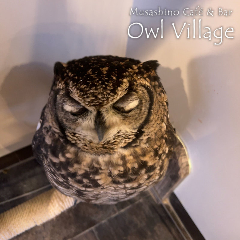 owl cafe harajuku down load free photo 01218 African Eagle Owl