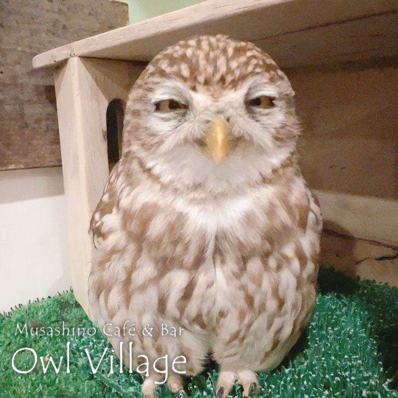 owl cafe harajuku down load free photo owl cafe photo 1223 Little Owl