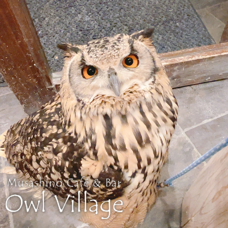 owl cafe harajuku down load free photo owl cafe photo 1226 Indian Eagle Owl