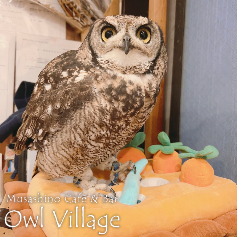 owl cafe harajuku down load free photo 01228 African Eagle Owl