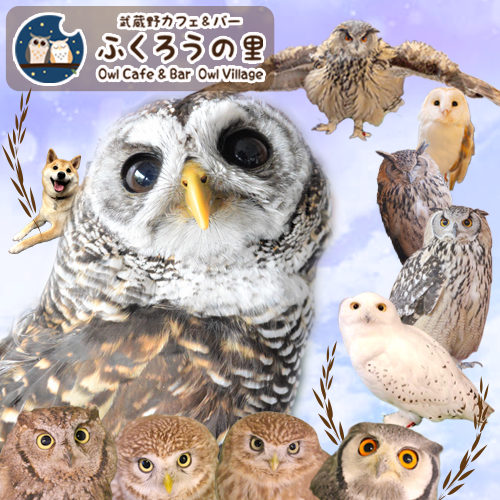 Owl Village - Owl Cafe - Harajuku₋ Shibuya₋ Tokyo - Cute - Year-end - New Year's Eve - New Year's Eve - Snowy Owl