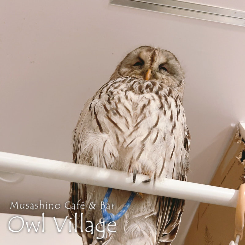 owl cafe harajuku down load free owl cafe photo 0107 Ural Owl × Tawny Owl
