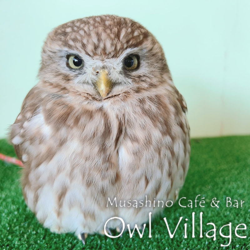 owl cafe harajuku down load free photo owl cafe photo 0111 Little Owl