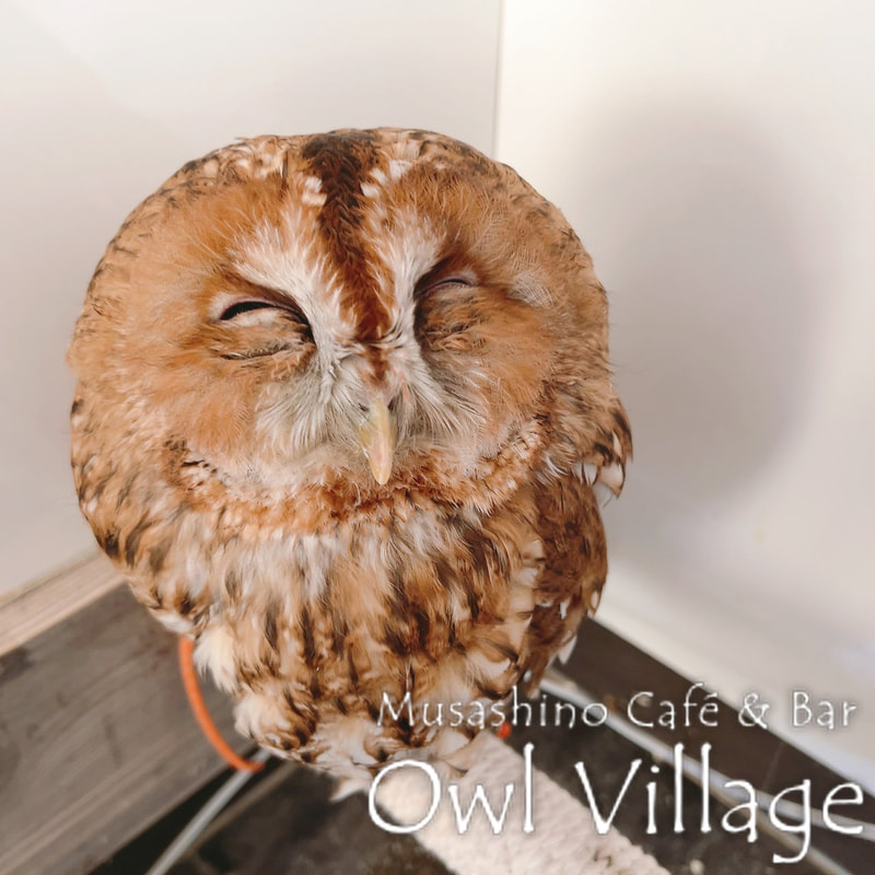 owl cafe harajuku down load free photo owl cafe photo 0113 Tawny Owl