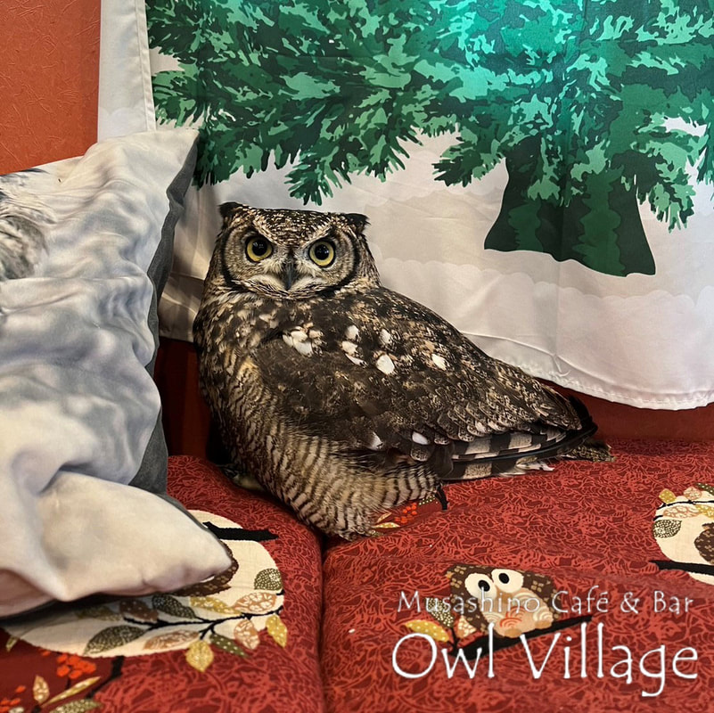 owl cafe harajuku down load free photo 0114 African Eagle Owl